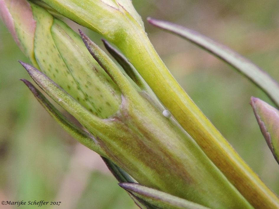 Eitje Gentiaanblauwtje?